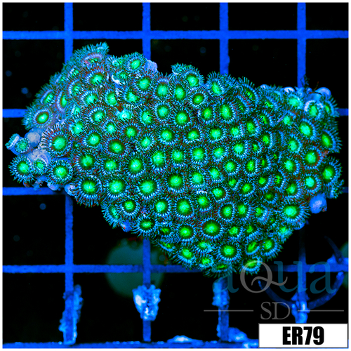 Dragon Eyes Zoanthids Chunk