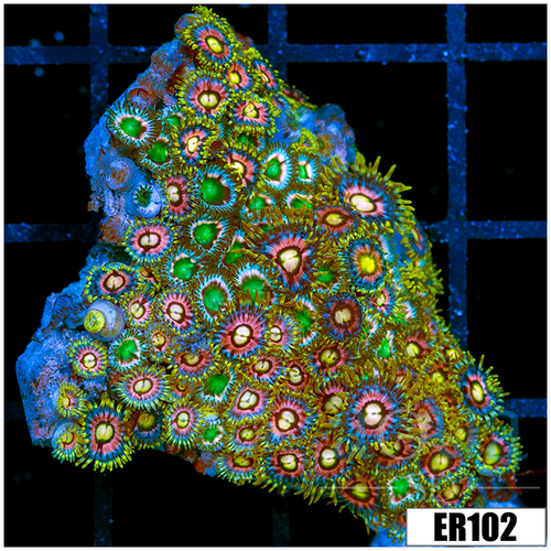 ASD Combo Zoanthids Garden