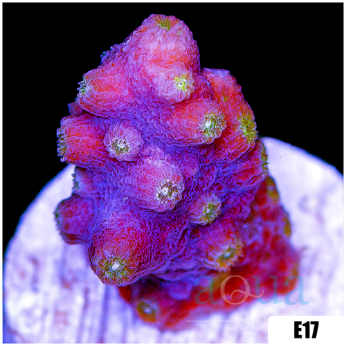 ASD Branching Starry Cyphastrea