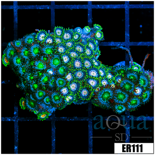 Combo Zoanthids Garden