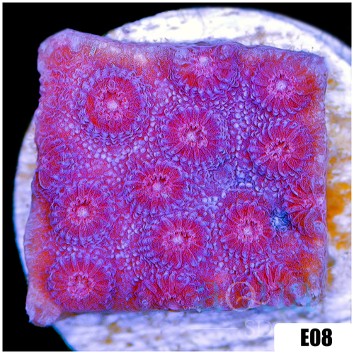 Grape Cyphastrea