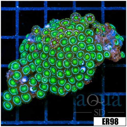 Dragon Eyes Zoanthids Chunk