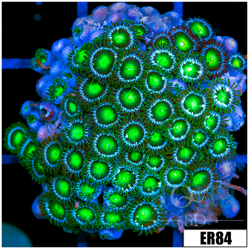 Dragon Eyes Zoanthids Chunk