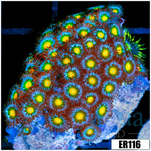 Gator Eyes Zoanthids Chunk