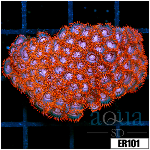 ASD Black Widow Zoanthids Colony Starter