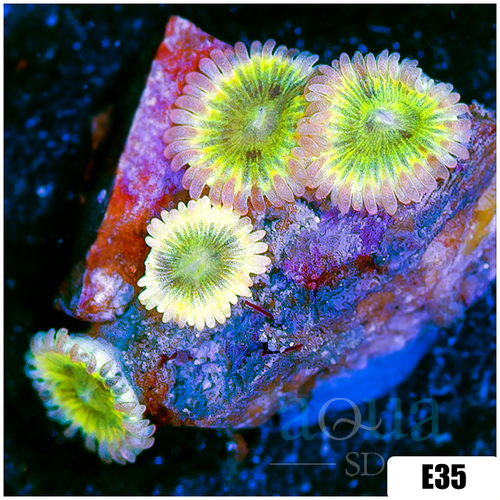 ASD Chiquita Zoanthids