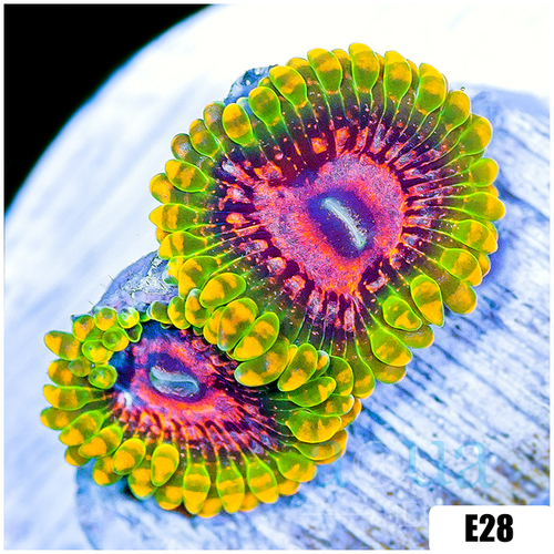 ASD Grand Master Krak Zoanthids