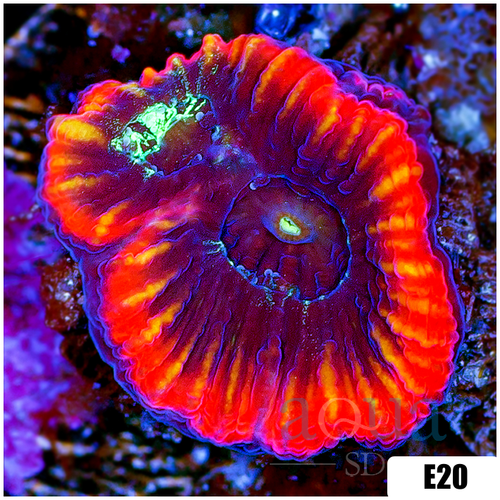 Lava Rim Favia