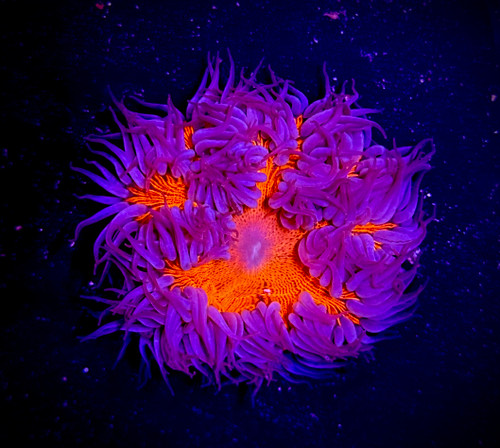 ASD Inferno Rock Flower Anemone