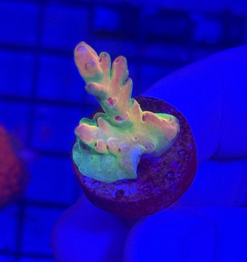 ASD Lokani Smooth Skin Tort Acropora
