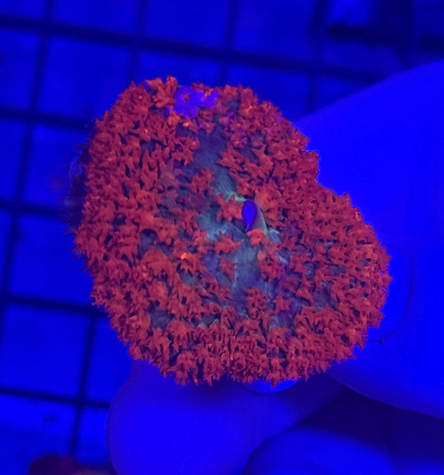 ASD St. Thomas Mushroom