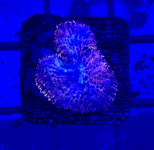 ASD Darth Vader Rhodactis