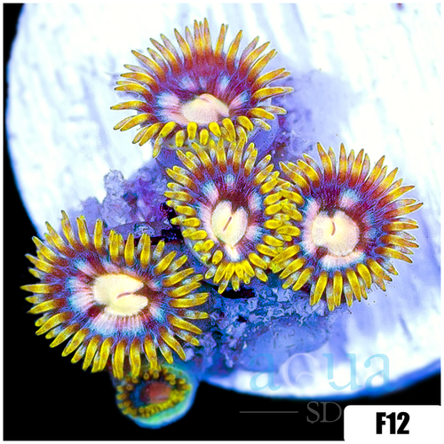 ASD Starry Night Zoanthids