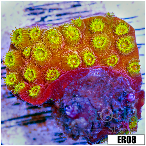 Golden Cyphastrea
