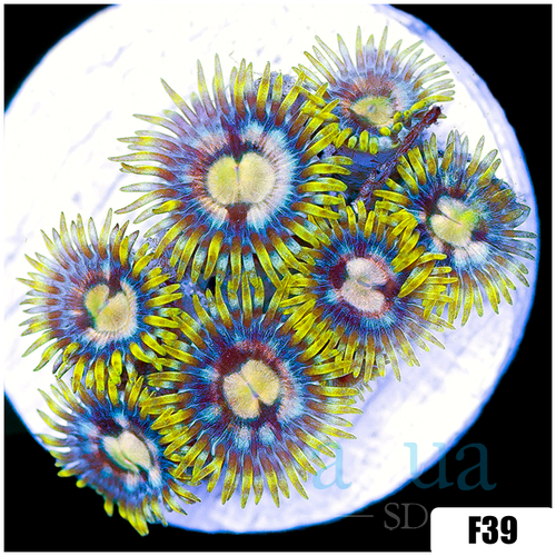ASD Starry Night Zoanthids