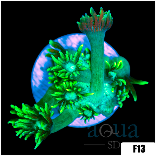 Neon Star Goni
