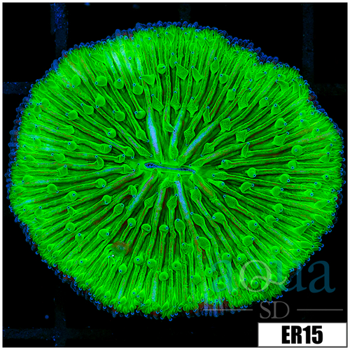 Nuclear Plate Coral
