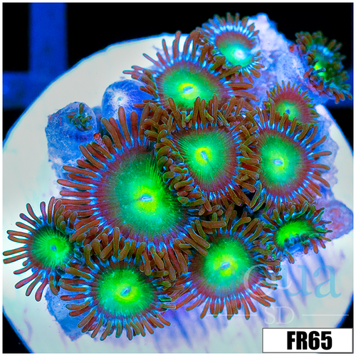 Dragon Eyes Zoanthids