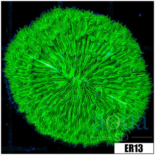 Nuclear Plate Coral