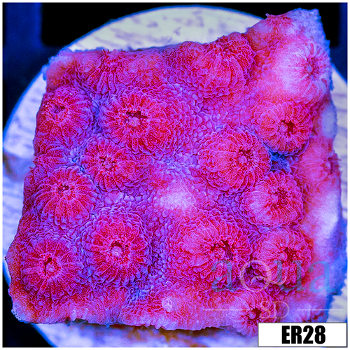 Grape Cyphastrea