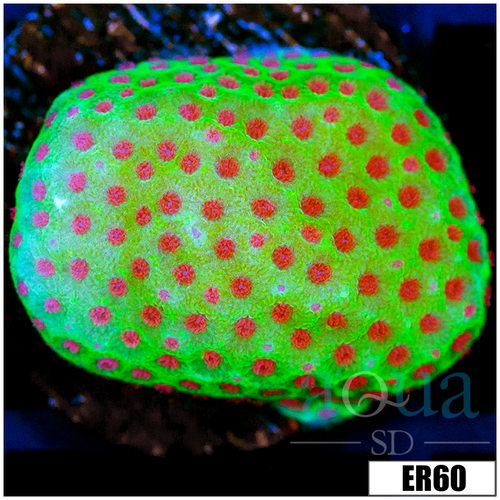 Strawberry Fields Montipora