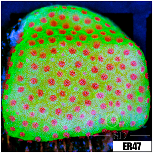 Strawberry Fields Montipora