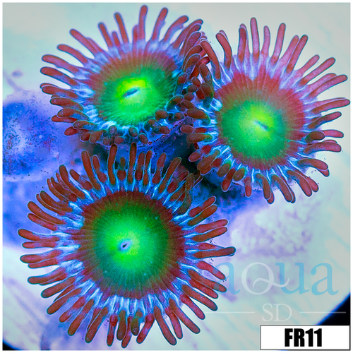 Dragon Eyes Zoanthids