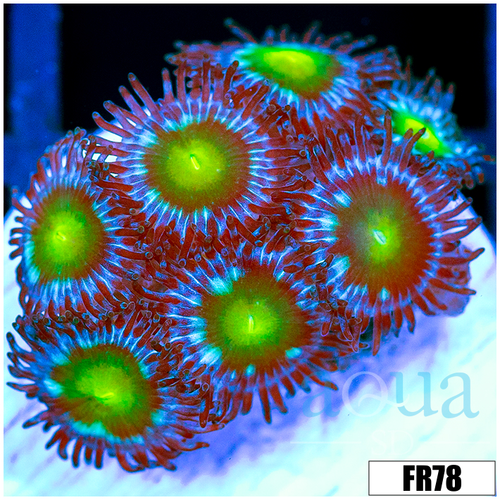 Emerald Eyes Zoanthids