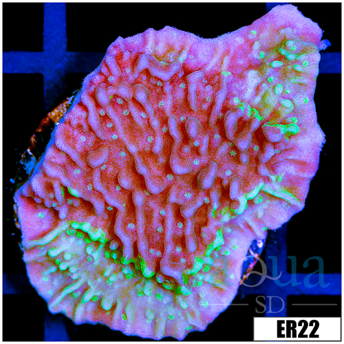 JF Cold Fusion Monti
