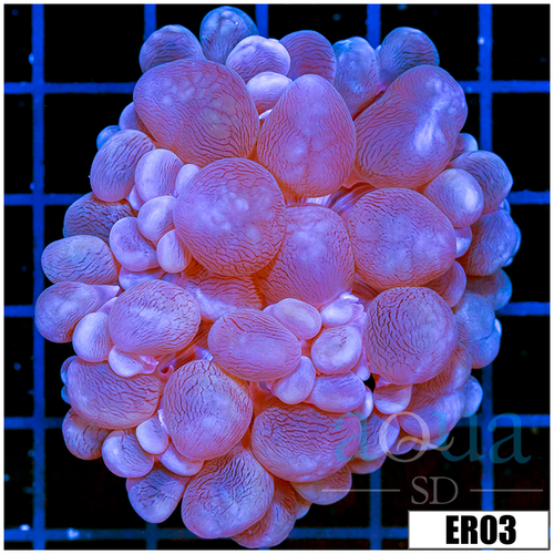 Aussie Bubble Coral