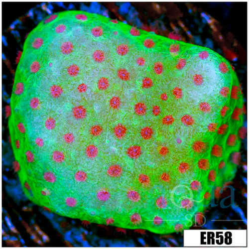 Strawberry Fields Montipora