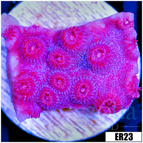 Grape Cyphastrea