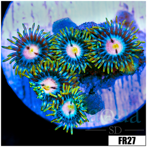 Miami Hurricane Zoanthids