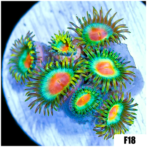 ASD Electric Sunrise Zoanthids