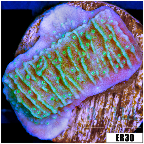 Nuclear Montipora