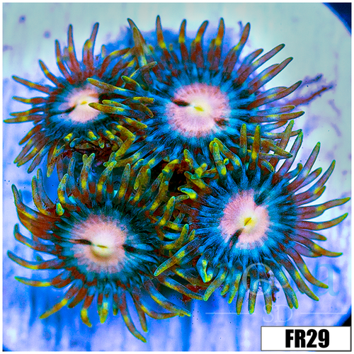 Miami Hurricane Zoanthids