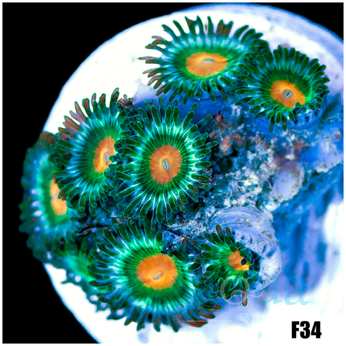 Gator Eyes Zoanthids