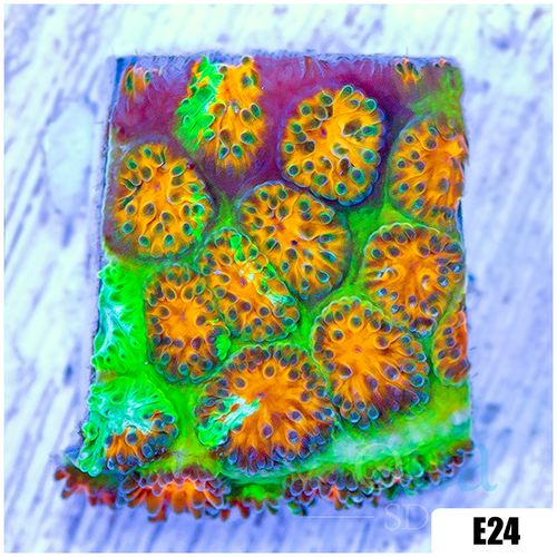 ASD Grafted Cyphastrea