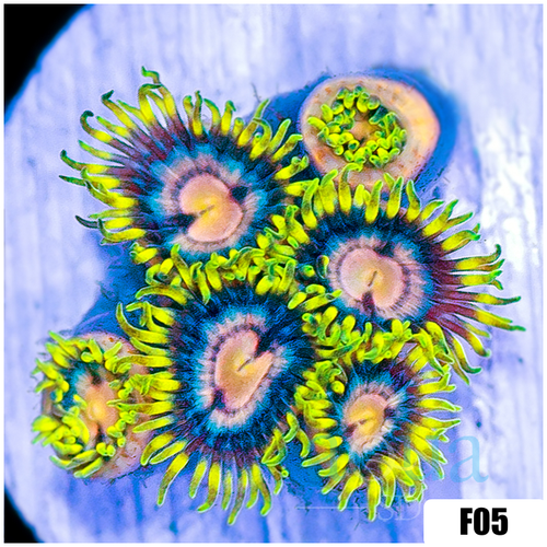 ASD Laser Lemon Zoanthids