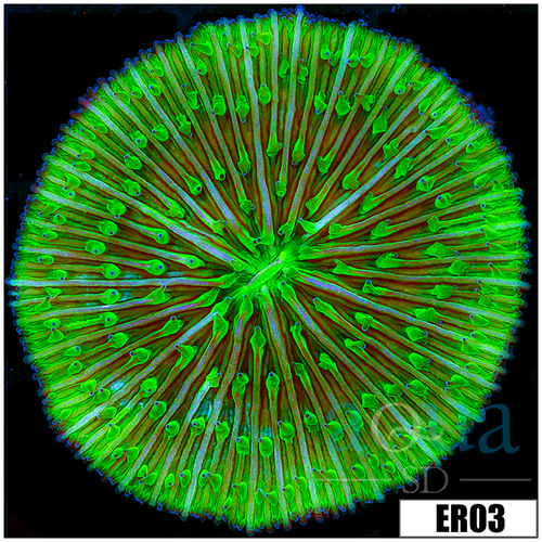 Nuclear Plate Coral