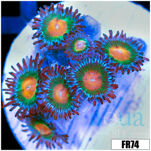 Gator Eyes Zoanthids