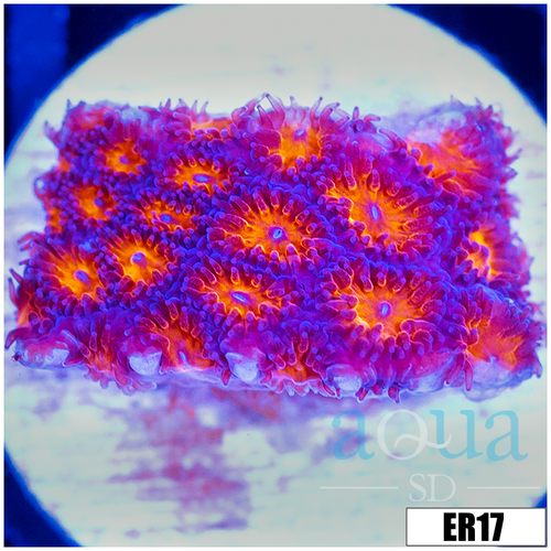 Orenji Eye Leptastrea