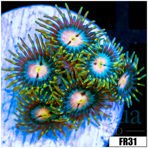 Miami Hurricane Zoanthids