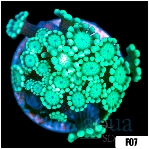 Green Petals Alveopora