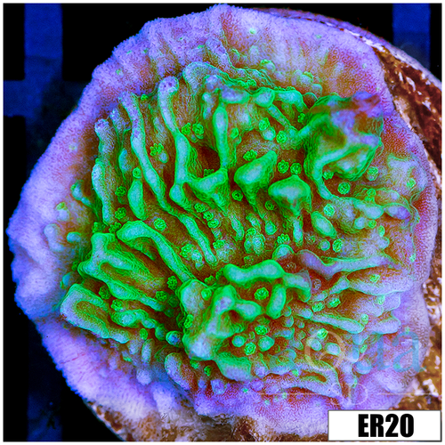 Nuclear Montipora