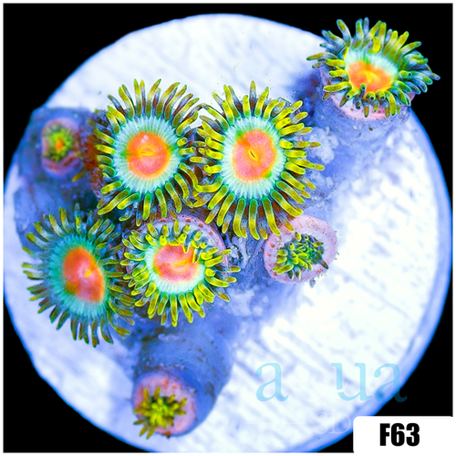 Electric Sunrise Zoanthids