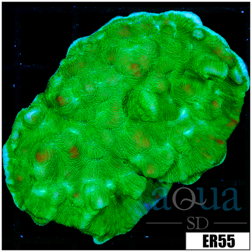 Nuclear Leptoseris Colony