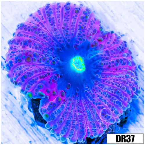 ASD Cotton Candy Brandy Yuma