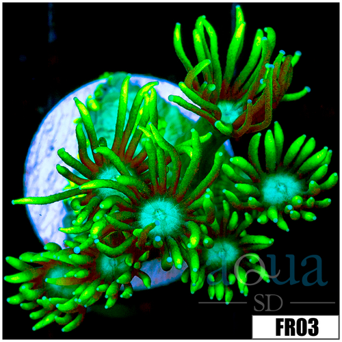 Neon Star Goni