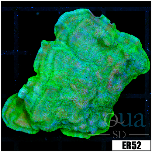 Nuclear Leptoseris Colony